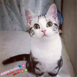 猫舍出售宠物猫活体猫咪纯种美国短毛猫银虎斑美短加白起司幼猫g