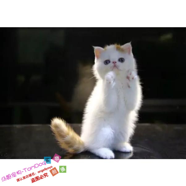 出售纯种活体异国短毛猫