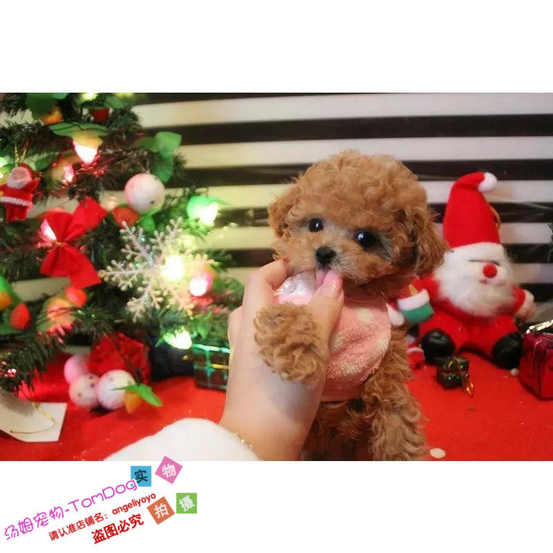 纯种贵宾犬泰迪狗活体幼犬香槟色茶杯犬宠物狗家养g