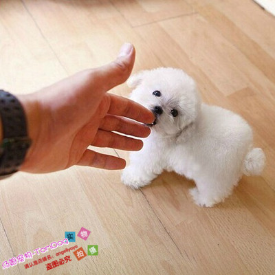出售纯种白色娃娃脸活体幼犬
