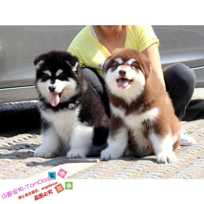 赛级纯种阿拉斯加雪橇犬幼犬活体温顺听话可视频宠物狗狗出售g