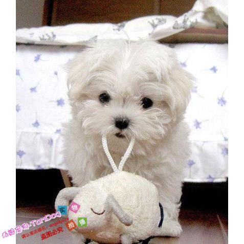 家养赛级活体纯种马尔济斯幼犬白色宠物狗马尔济斯犬可爱玩具狗g,宠物/宠物食品及用品,狗狗,淘宝优惠券,粉丝福利购,淘宝优惠卷