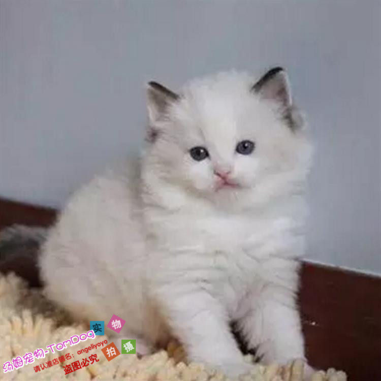 布偶猫纯种活体宠物幼猫海豹双色奶油色双色幼崽纯种布偶幼猫g,宠物/宠物食品及用品,猫咪,淘宝优惠券,粉丝福利购,淘宝优惠卷