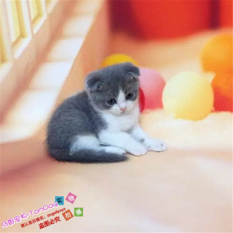 英短蓝白宠物猫活体英国短毛猫纯种家养活体幼猫正八字蓝白猫g,宠物/宠物食品及用品,猫咪,淘宝优惠券,粉丝福利购,淘宝优惠卷