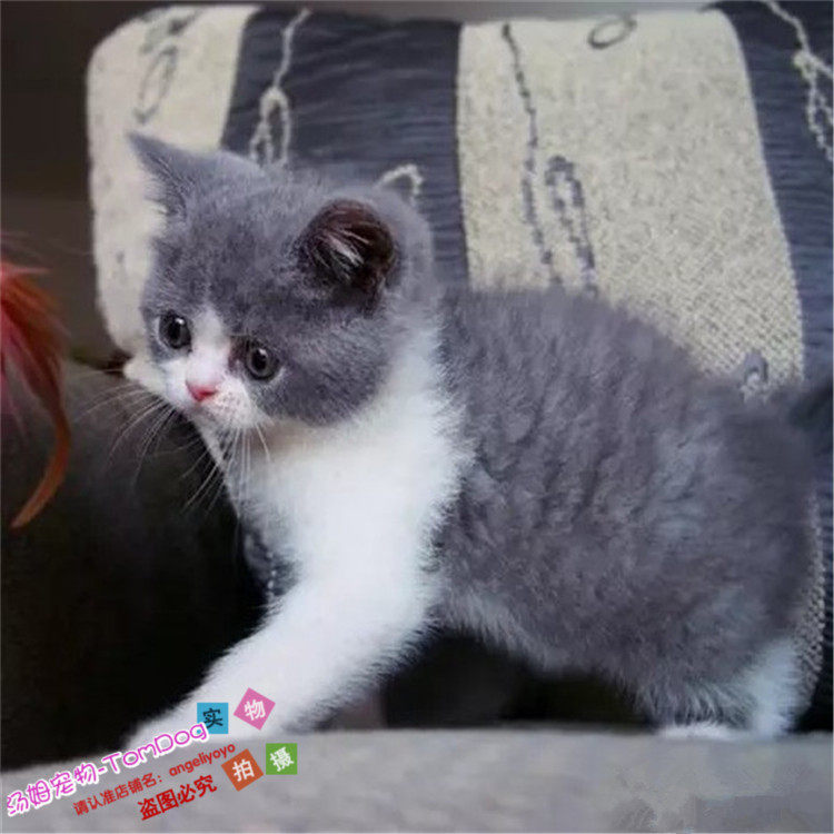 纯种英国短毛猫幼猫英短蓝白活体宠物猫正八五粉蓝白猫活体猫崽g