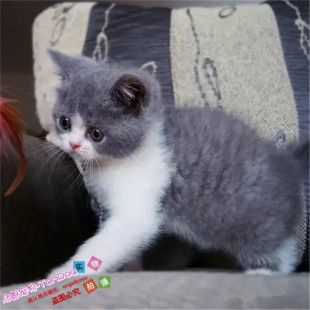 纯种英国短毛猫幼猫英短蓝白活体宠物猫正八五粉蓝白猫活体猫崽g