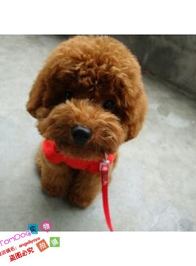 赛级红泰迪幼犬茶杯长不大的泰迪狗玩具型迷你赛级灰色贵宾39g