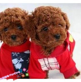 赛级红泰迪幼犬茶杯长不大的泰迪狗玩具型迷你赛级灰色贵宾34g