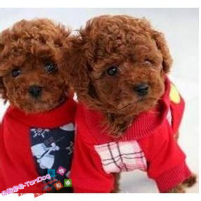 赛级红泰迪幼犬茶杯长不大的泰迪狗玩具型迷你赛级灰色贵宾34g