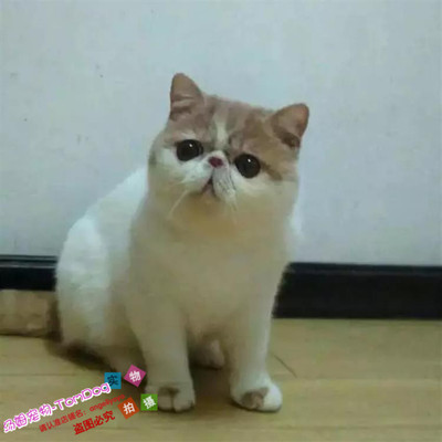 出售活体纯种异国短毛猫
