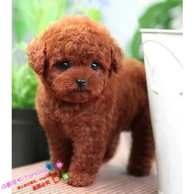 赛级红泰迪幼犬茶杯纯种活体泰迪狗玩具型迷你赛级灰色贵宾53g,宠物/宠物食品及用品,狗狗,淘宝优惠券,粉丝福利购,淘宝优惠卷