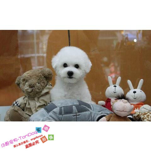 纯种活体法国卷毛比熊犬幼犬茶杯犬迷你型家养赛级幼狗比熊犬68g,宠物/宠物食品及用品,狗狗,淘宝优惠券,粉丝福利购,淘宝优惠卷