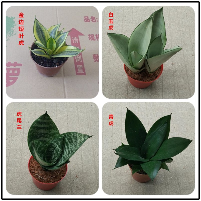 白玉虎皮兰虎尾兰金边短叶虎皮兰小盆栽室内