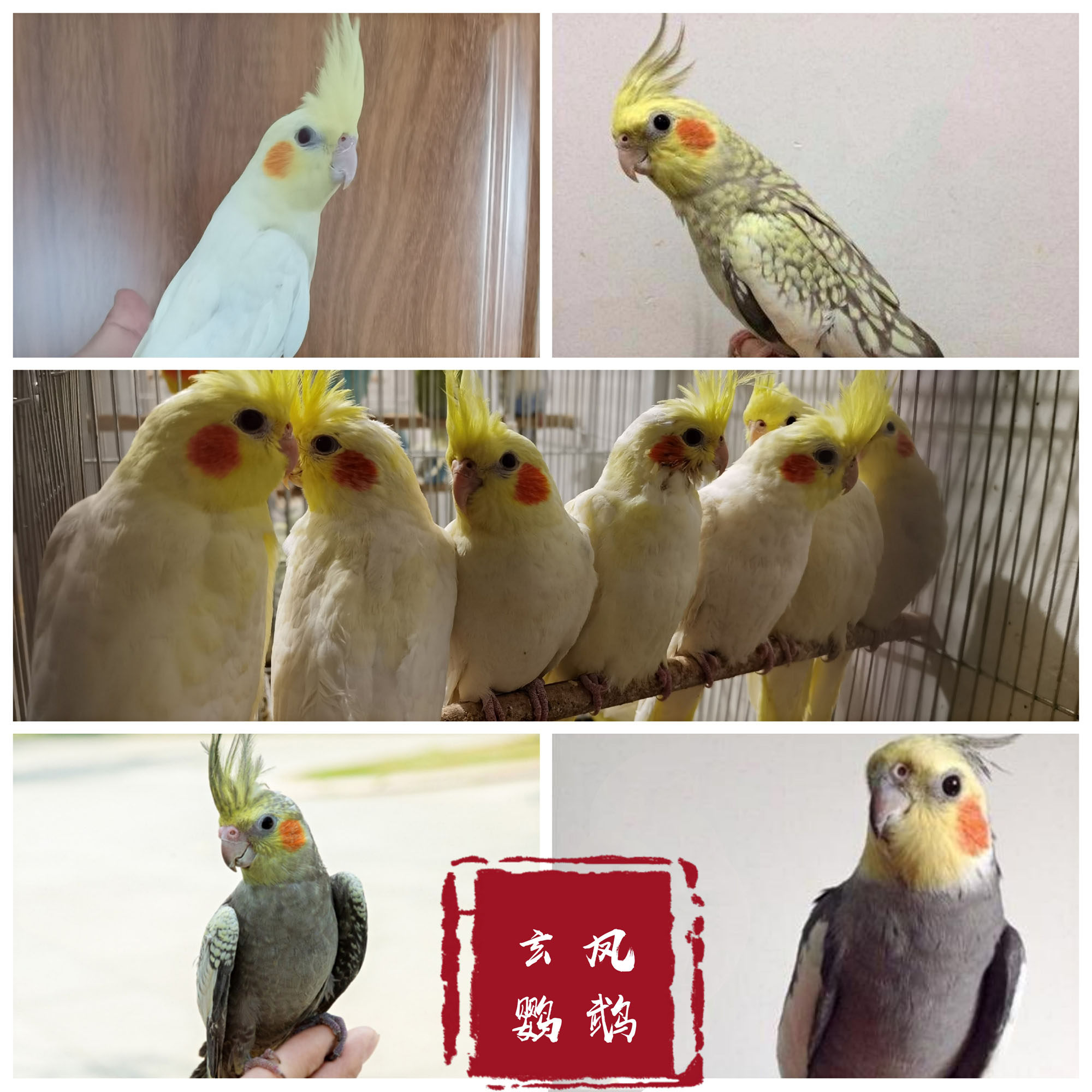 玄凤鹦鹉活体黄化珍珠原始灰手养亲人近人可学说话