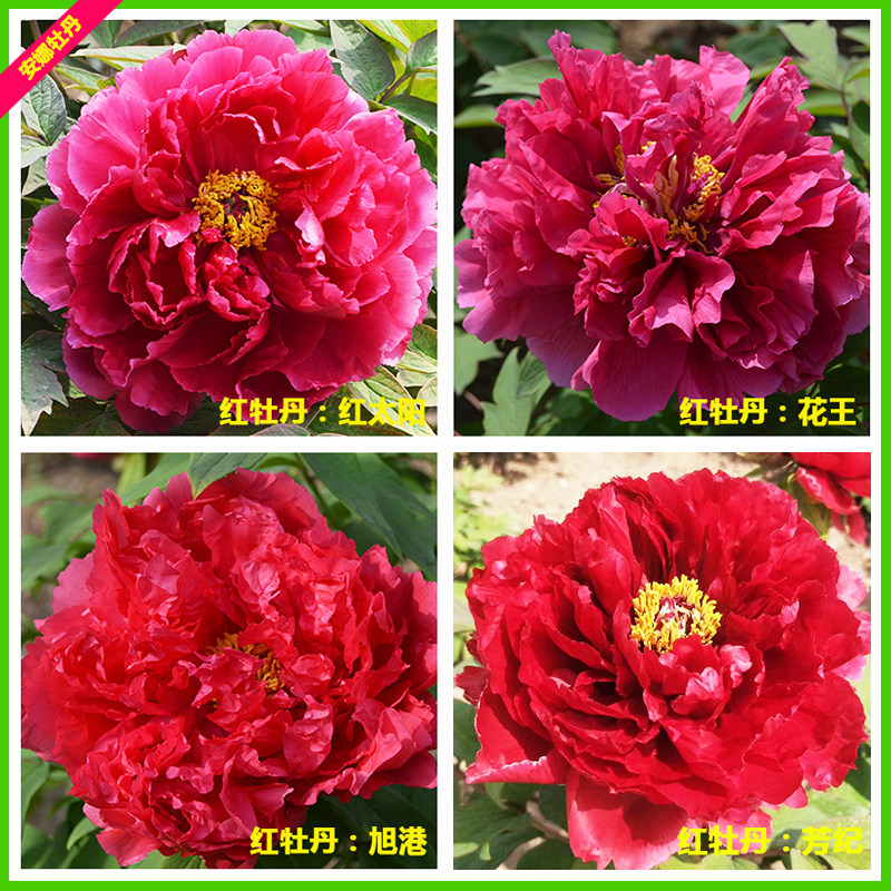 红色牡丹花苗芳纪太阳花王旭港正红牡丹国旗红庭院绿植网红植物