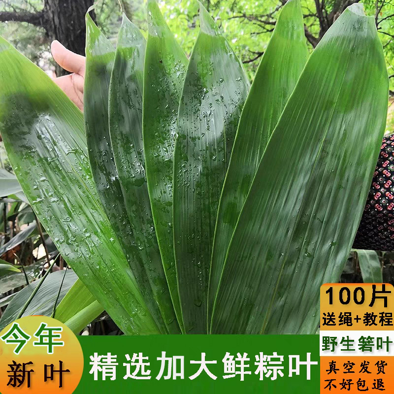江西粽叶新鲜粽子叶大号包粽子专用棕叶优质特大野生箬竹叶100片