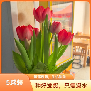【5颗带盆种好发货】五度球荷兰进口大球郁金香盆栽土培耐寒花卉