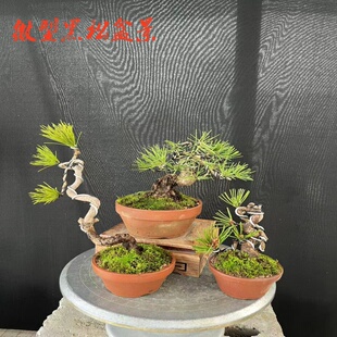微型小黑松黄山松三河黄杨红枫老桩系鱼川真柏文人树盆景一物一拍