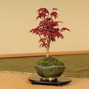 嫁接日本红枫四季小品盆景