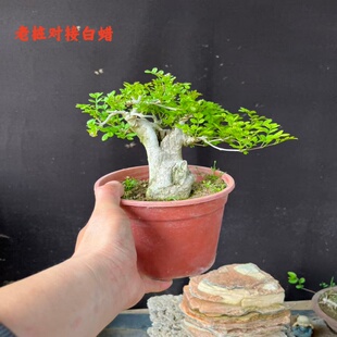 新品老桩对接白蜡盆景矮霸树悬崖老盆口系鱼川造型办公桌桌面阳台