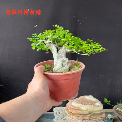 老桩室内阳台办公桌美观