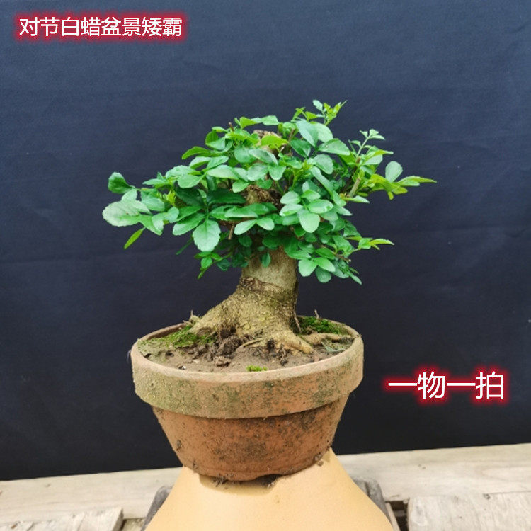 对节白蜡盆景老桩 对接白腊树桩 办公室室内好养盆景植物一物一拍