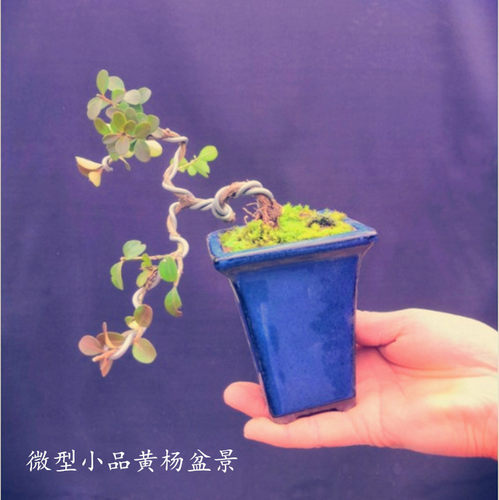 绿植瓜子黄杨树桩桌面微型盆景