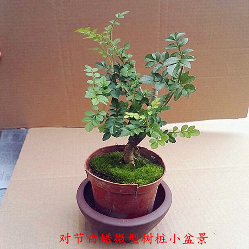 白蜡微型阳台室内树桩盆栽盆景苗