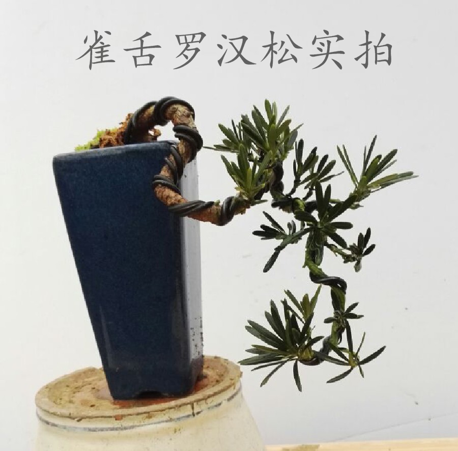 罗汉松盆景 原本米叶罗汉松盆景 雀舌罗汉松盆景 小黑松微型盆景