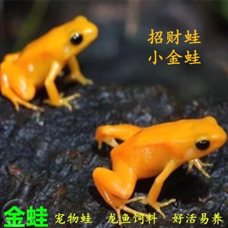 金蛙活体好养淡水观赏金蟾宠物蛙招财蛙小金蛙龙鱼饲料蛙