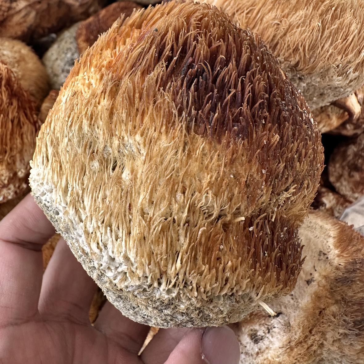 长白山猴头菇别拿假货跟我比