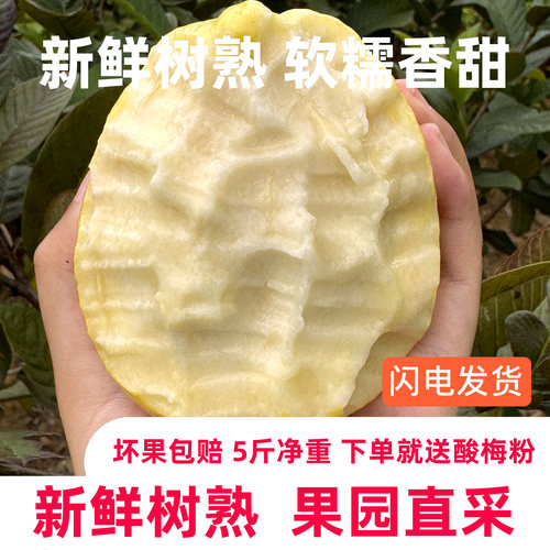 福建正宗奶油芭乐软糯香甜冰淇淋口感软芭乐5斤包邮番石榴