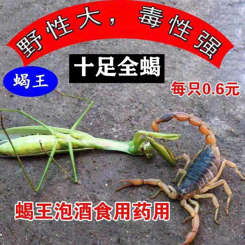 沂蒙十足全蝎活蝎子宠物孕蝎子活体泡酒食用东亚钳蝎苗老山蝎王