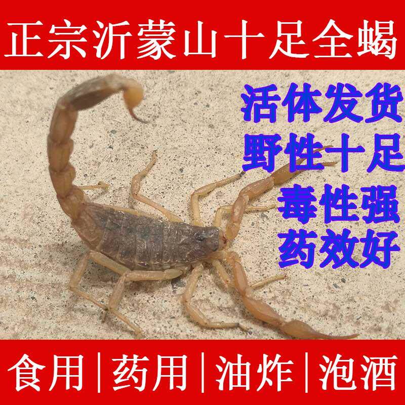 沂蒙山活蝎子野生十足全蝎超大蝎王临沂蝎子活虫食用泡酒煲汤入药