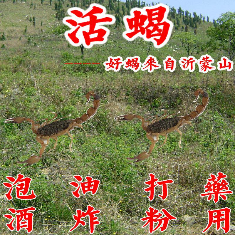 沂蒙全蝎活蝎子活体超大活蝎子全虫十足蝎子食用蝎子包邮
