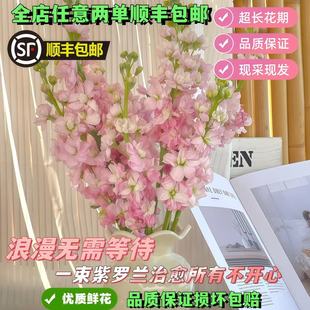 重瓣紫罗兰鲜花云南鲜花水养家庭插花装饰云南直发超长花期