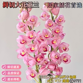大花蕙兰鲜切花新鲜水培云南鲜花直发超长花期粉色兰花居家插花