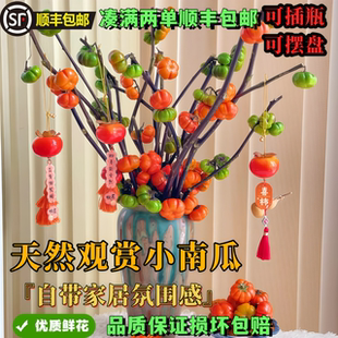 鲜切小南瓜鲜花高级小众花材云南直发室内水培绿植装饰高级氛围感