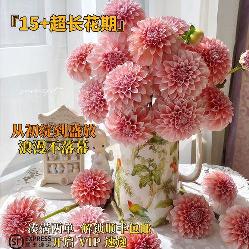 粉色大丽花花材浪漫超长花期