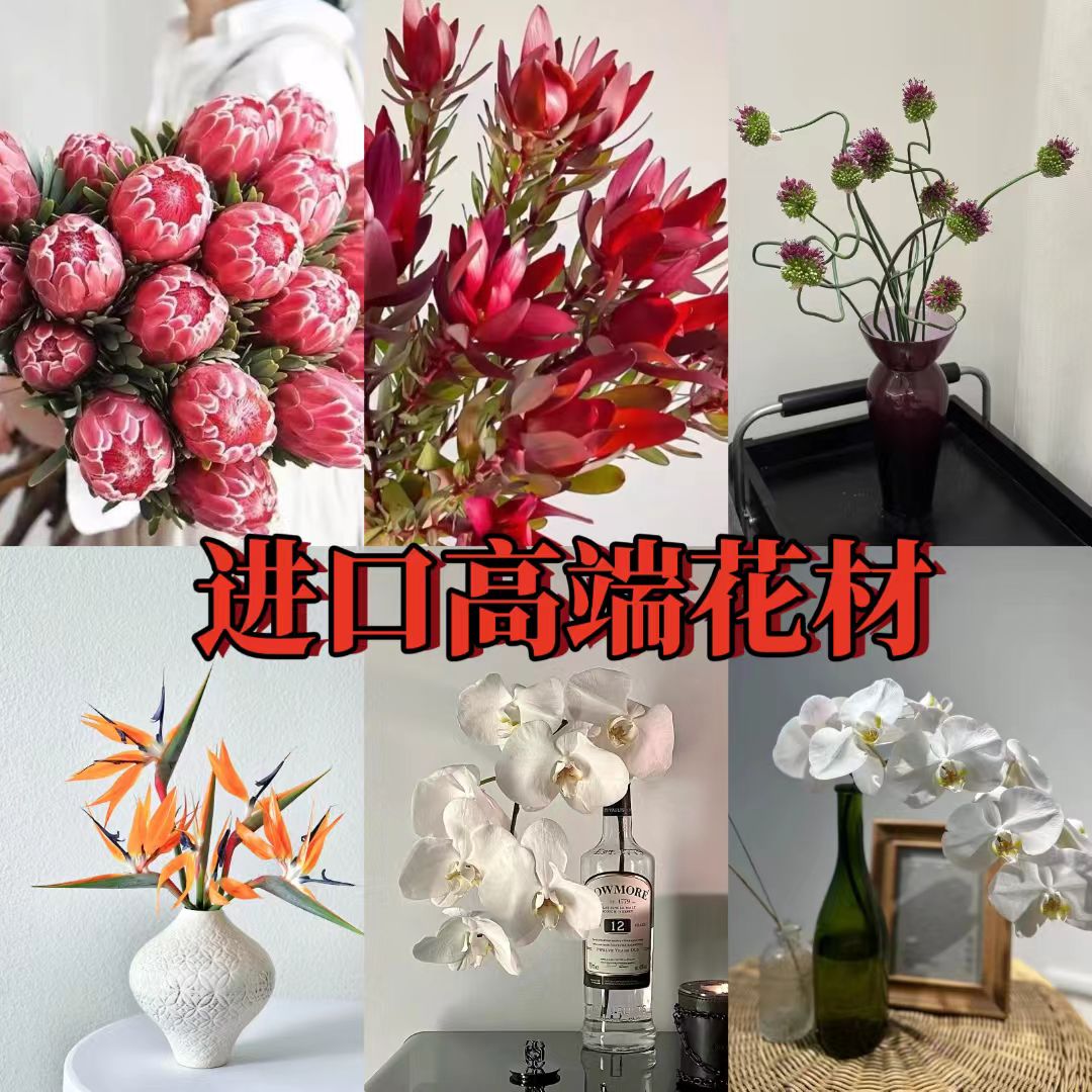 南非进口高端公主花可做干花