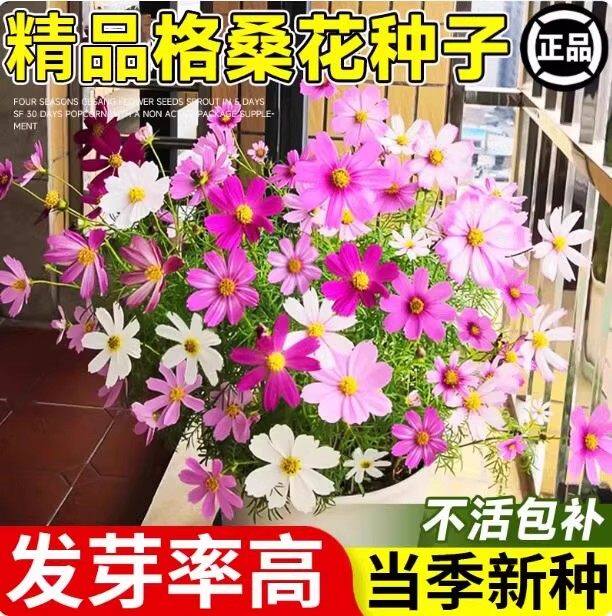 格桑花种子四季播种开花混色