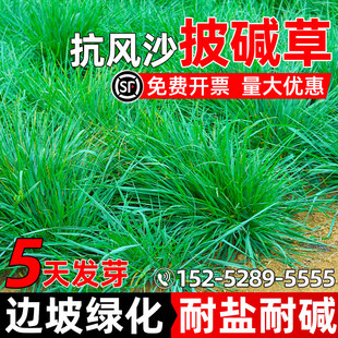 抗风沙披碱草草籽护坡工程绿化草坪种子耐盐碱耐贫瘠四季常青草籽