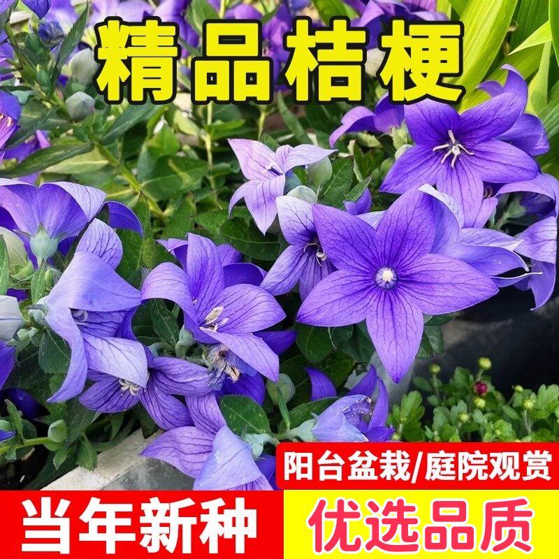 桔梗种子桔梗籽新产优质中药材图片