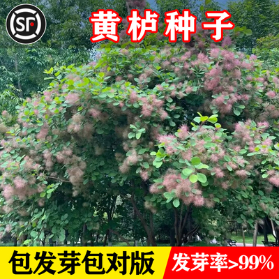 新采花种子黄栌烟树彩叶