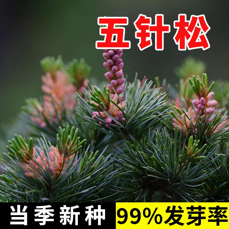 五针松树种子罗汉白皮马尾
