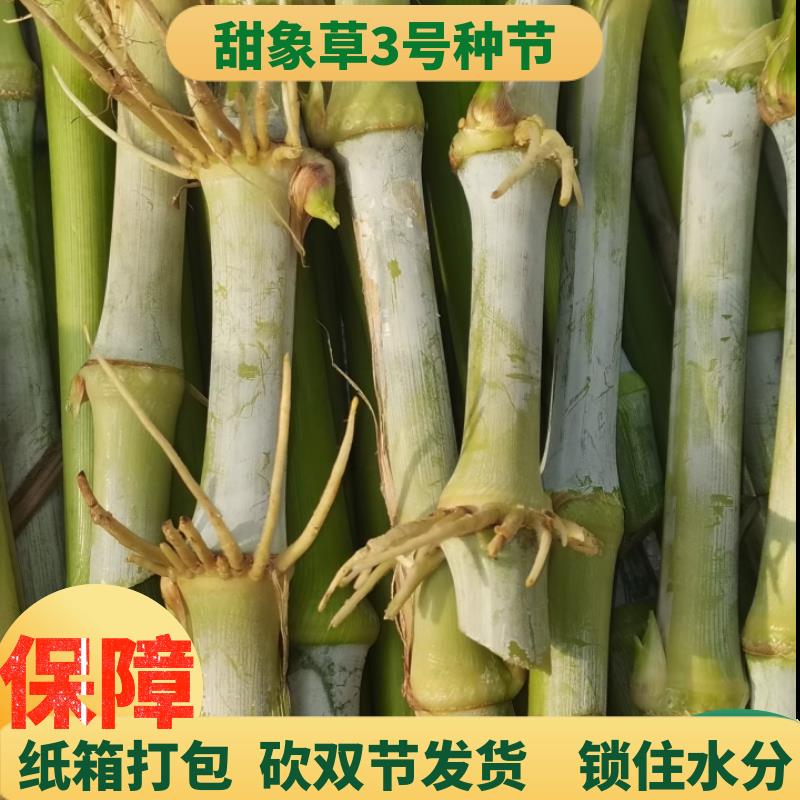 台湾无毛甜象草3号种节巨菌草扦插种苗种子多年生喂牛羊猪