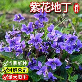 紫花地丁种子 中材种子 新采地丁籽紫堇地丁花卉种子庭院阳台花籽