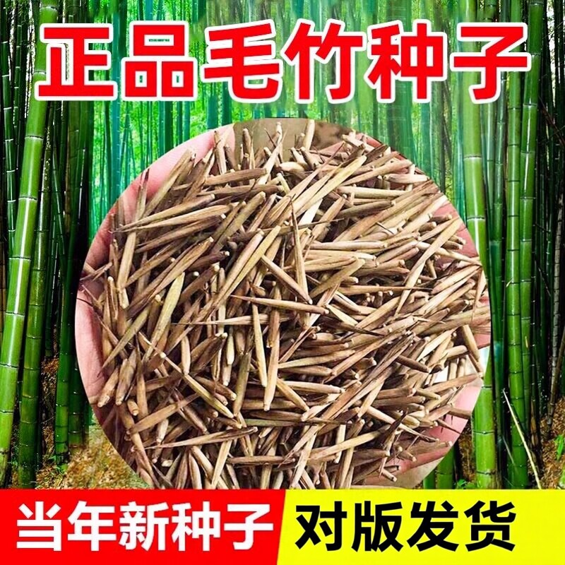 毛竹子种子苗四季常青庭院紫竹黄金竹罗汉竹春秋南北方大型毛竹种