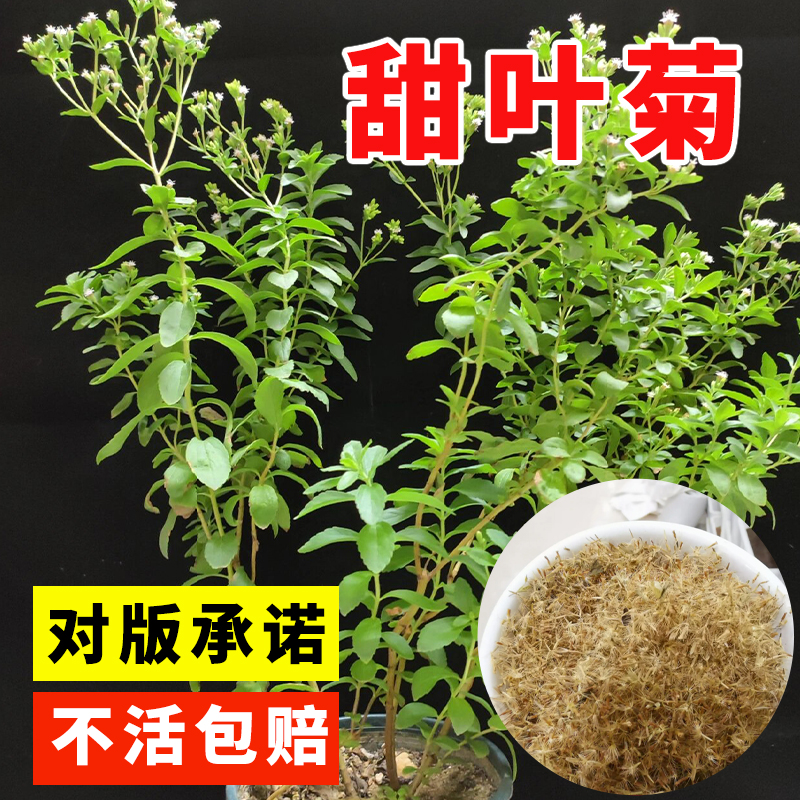 甜叶菊种子甜菊香草 甜菊叶花草茶 阳台花卉四季播种蔬菜种籽