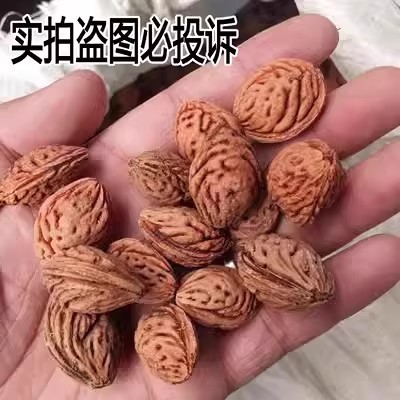 毛桃种子毛桃树种子毛桃核种子桃树种子做嫁接果树用砧木台木种子